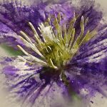 Digital illustration Flower Art